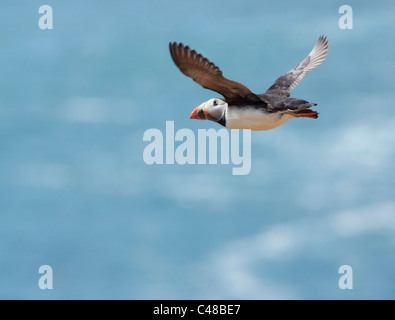 Atlantic Puffin in volo sulla isola di Skomer off Il Pembrokeshire Coast in Galles Foto Stock