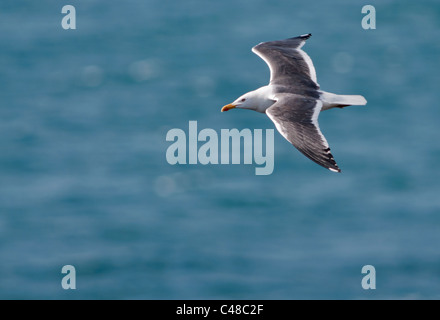 Lesser Black backed Gull (Larus fuscus) scivolando oltre Atlantico, Pembrokeshire, Galles Foto Stock