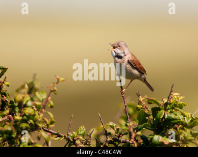 Arroccato Whitethroat maschio (Sylvia communis) cantare da Bush in Pembrokeshire Foto Stock