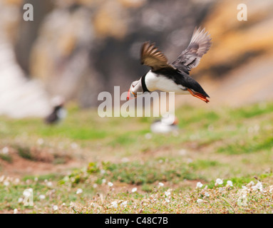 Atlantic Puffin (Fratercula arctica) in volo sulla isola di Skomer off Il Pembrokeshire Coast in Galles Foto Stock