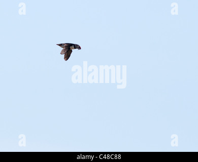 Atlantic Puffin (Fratercula arctica) in volo con il cicerello oltre Skomer Island, Pembrokeshire, Galles Foto Stock