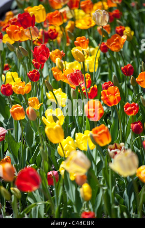 I tulipani in città vecchia Quebec City, in Canada Foto Stock