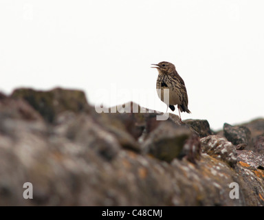 Appollaiato Meadow Pipit (Anthus pratensis) sulla Pietra a secco a parete, Pembrokeshire Foto Stock