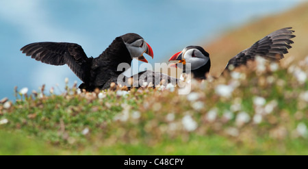 Coppia di pulcinelle di mare Atalntic sull isola Skomer, Pembrokeshire, Galles Foto Stock