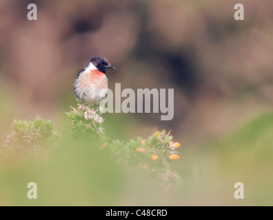 Arroccato Stonechat maschio (Saxicola torquata) sulla parte superiore della boccola di ginestre, Pembrokeshire, Galles Foto Stock