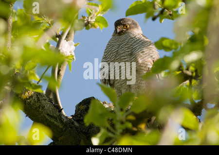 Sperber im Apfelbaum, Accipiter nisus, Eurasian sparviero, il melo, Deutschland, Germania Foto Stock