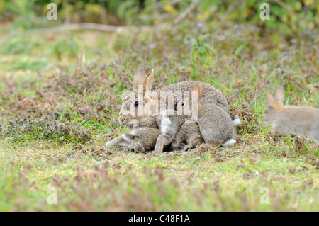 Conigli europea, oryctolagus cunniculus femmina adulta con giovani di tentare di allattare Foto Stock