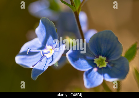 Maennertreu, Veronica Chamaedris, Germander Speedwell, Rena, Hedmark, Norwegen Foto Stock