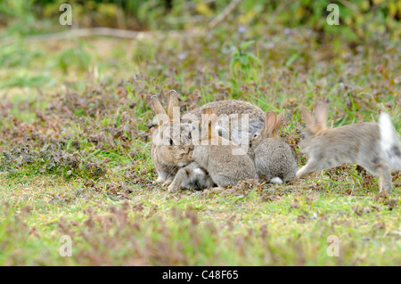 Conigli europea, oryctolagus cunniculus femmina adulta con giovani di tentare di allattare Foto Stock