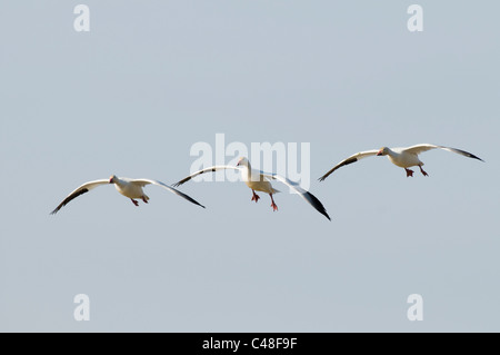 Tre le oche delle nevi (Chen caerulescens) in volo nel SW Idaho Foto Stock