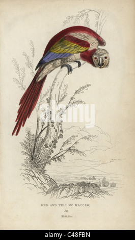 Scarlet Macaw, Ara macao. Foto Stock