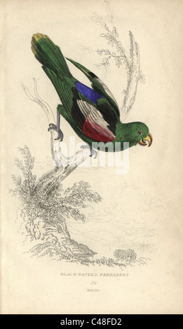 Rosso-winged parrot, Aprosmictus erythropterus Foto Stock