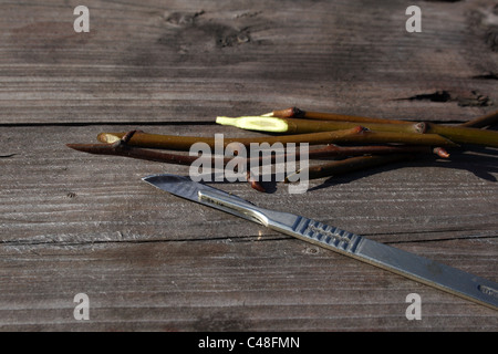 Pera talee di innesto di coltello e giacciono sul vecchio weathered tavolo in legno Foto Stock