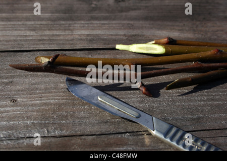 Pera talee di innesto di coltello e giacciono sul vecchio veathered tavolo in legno Foto Stock