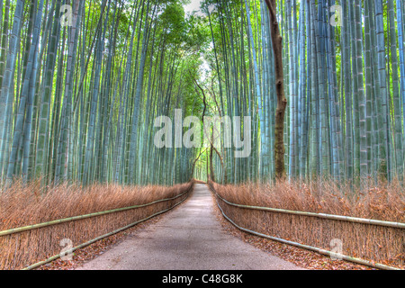 Lungo il famoso sentiero che conduce attraverso il verde Bamboo Grove che è diventato un'attrazione turistica per i giapponesi e turisti a Arashiyama, Kyoto. Foto Stock