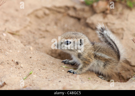 San Joaquin antilopi di massa (scoiattolo Ammospermophilus nelsoni) selvatici in via di estinzione, Carrizo Plain monumento nazionale, California Foto Stock