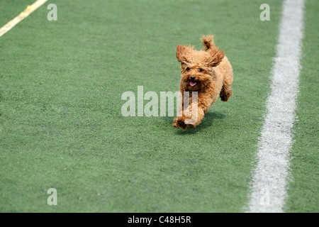 Grazioso piccolo cane barboncino in esecuzione sul parco giochi Foto Stock