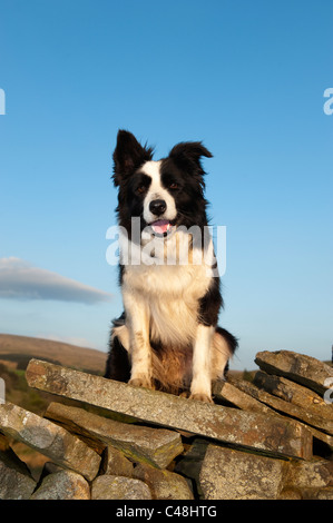 Border Collie sheepdog seduti sulla pietra a secco con il muro di maso di montagna alle spalle. Foto Stock