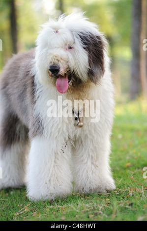 Un vecchio sheepdog inglese in piedi sul prato Foto Stock