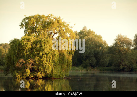 Willow Tree nel mezzo di un lago all'alba, lackford laghi, Suffolk REGNO UNITO Foto Stock