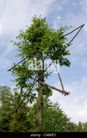 A cinque punte stella di legno sulla cima di un albero Foto Stock