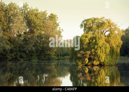 Willow Tree nel mezzo di un lago all'alba, lackford laghi, campagna britannica, Suffolk REGNO UNITO Foto Stock