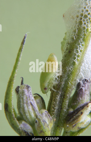 Frog Hopper beetle (Philaenus spumarius) sulla lavanda Foto Stock