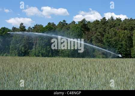 Cospargere l'irrigazione di un campo di segala vicino a Luechow, Bassa Sassonia, Germania Foto Stock