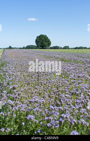 Campo di lino vicino a Luechow, Bassa Sassonia, Germania Foto Stock