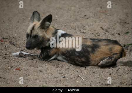 Wild Dog Lycaon pictus recante nella sabbia Foto Stock