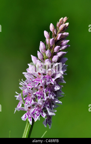 Il fiore viola capo di un comune maculato (orchidea Dactylorhiza fuchsii) REGNO UNITO Foto Stock