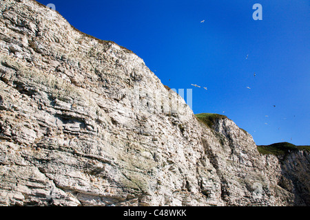 Uccelli di mare su Chalk scogliere a Flamborough Head East Riding of Yorkshire Inghilterra Foto Stock