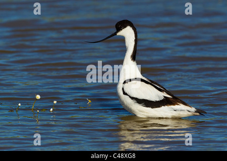 Avocet ( Recurviostra avosetta ) in acqua Foto Stock