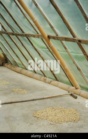 Freschi di caffè in grani che viene essiccato in un'area speciale prima di essere arrostito - a un tradizionale a conduzione familiare finca, Salento, Colombia Foto Stock