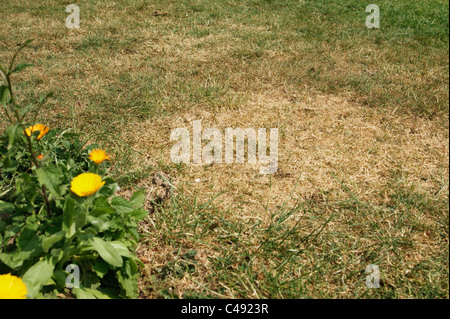 Erba di prato / in una Sussex Garden scorched fino a causa della mancanza di pioggia (Inghilterra del sud) Foto Stock