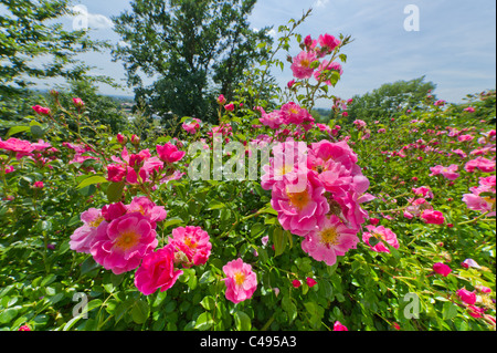 Piccole rose rosa nel giardino di rose giardinaggio hiprose anca rosa canina eglantine luminoso verde brillante amore bella bella bellezza di grazia Foto Stock