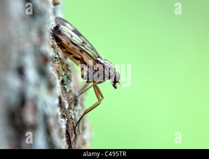 Rhagio Snipe-Fly scolopaceus noto anche come Down-Looker Fly REGNO UNITO Foto Stock