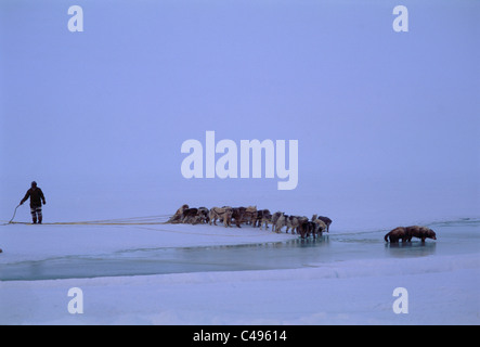 Fotografia di un eschimese e i suoi cani sulle pianure ghiacciate di Baffin Canada Foto Stock
