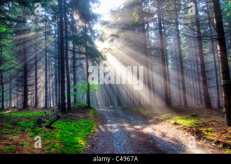 Dono di luce - Dio fasci - La foresta di conifere di prima mattina Foto Stock