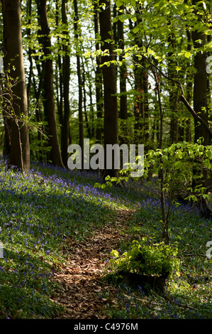 Bluebell boschi in primavera, il Costwolds, England, Regno Unito Foto Stock