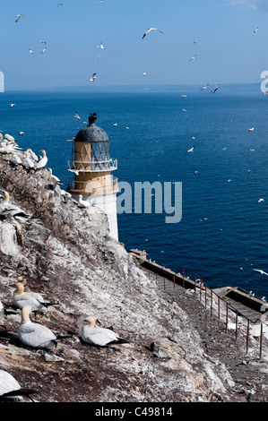 Le sule e il faro di Bass Rock Foto Stock