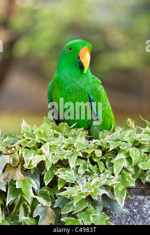 Un pappagallo eclectus seduto su una coperta di edera parete Foto Stock