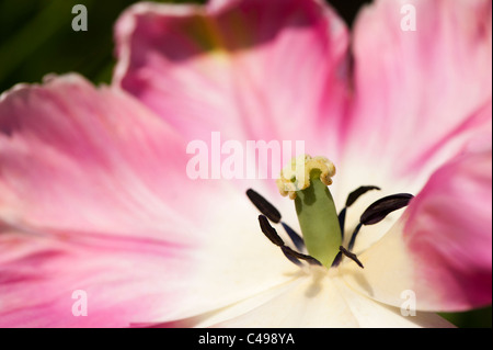 Tulipa 'Weber pappagallo", Parrot Tulip, in fiore Foto Stock