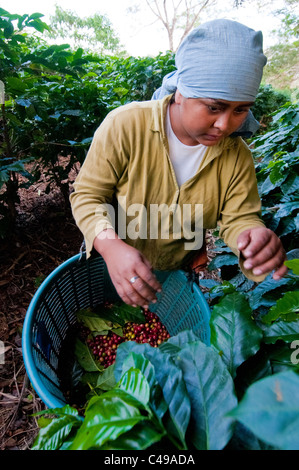 Donna lavoratore stagionale raccolgono caffè nelle colline di El Rodeo Valle Centrale Costa Rica Foto Stock