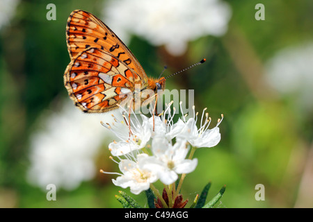 Boloria euphrosyne, Pearl-Bordered Fritillary su Rhododendron tomentosum Foto Stock