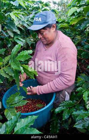 Donna lavoratore stagionale raccolgono caffè nelle colline di El Rodeo Valle Centrale Costa Rica Foto Stock