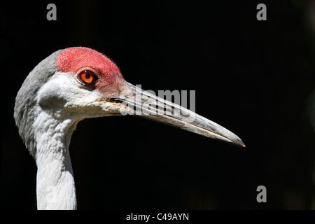 Un primo piano della testa di una gru Sandhill, Grus canadensis. Cape May County Zoo, Cape May Courthouse, New Jersey, STATI UNITI D'AMERICA Foto Stock