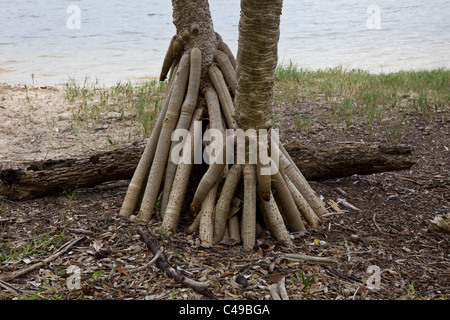 Più le radici di un albero di Palma Foto Stock