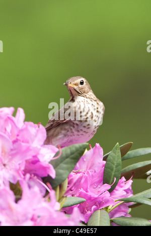 Swainson il tordo si appollaia in fiori di rododendro - Verticale Foto Stock