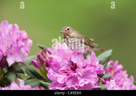 Swainson il tordo si appollaia in fiori di rododendro